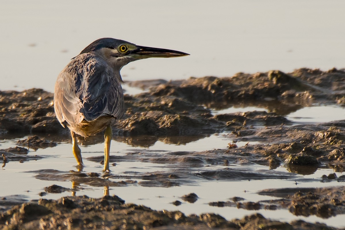 Striated Heron - Hayley Alexander