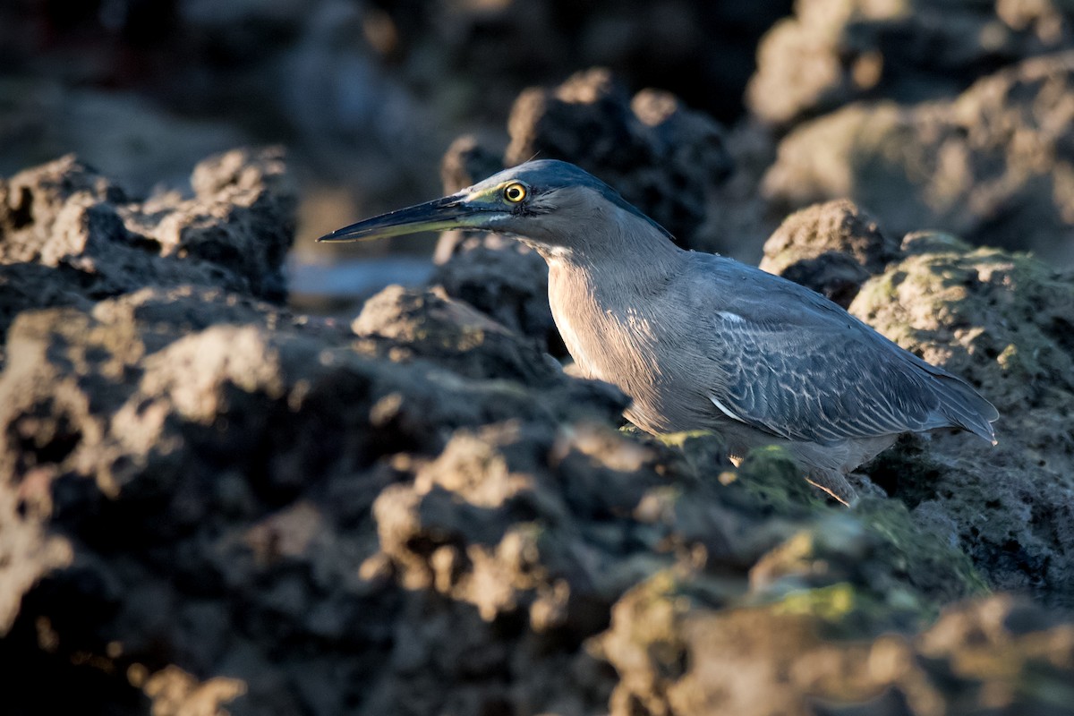 Striated Heron - Hayley Alexander