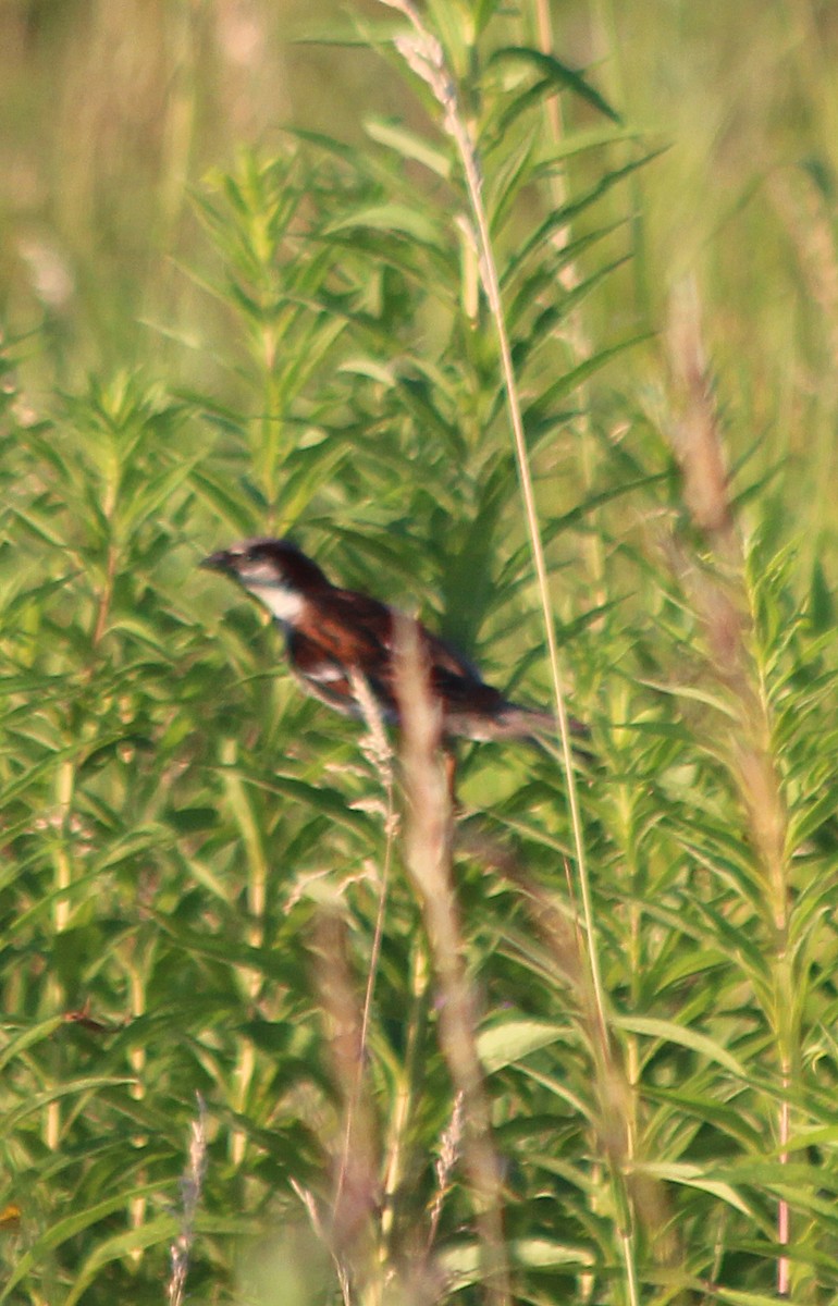 House Sparrow - ML107327971