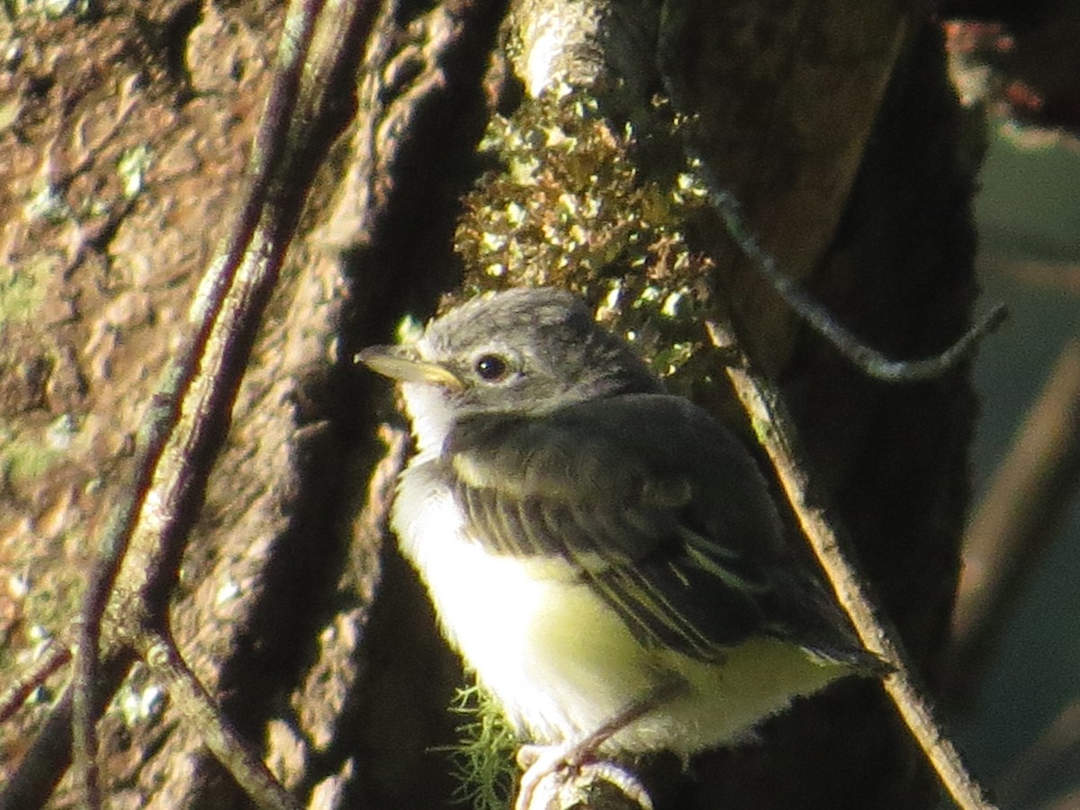 Blue-headed Vireo - ML107330091