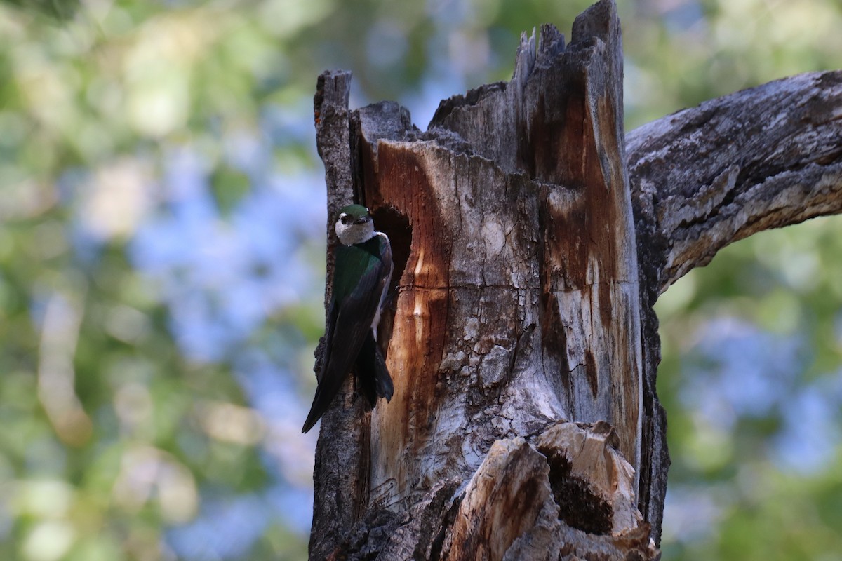 Violet-green Swallow - ML107331581