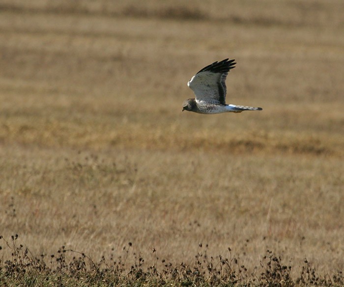 Northern Harrier - ML107332161