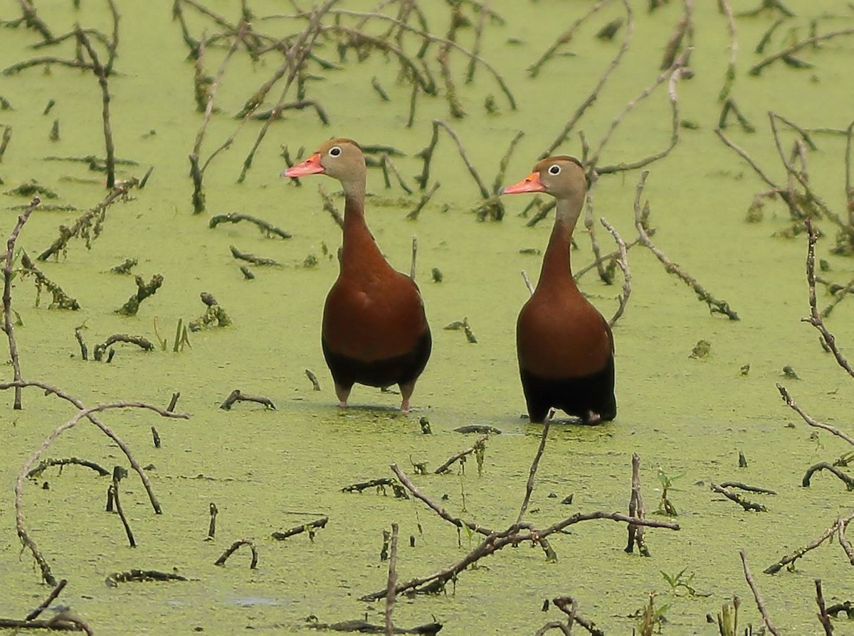 Black-bellied Whistling-Duck - Richard Kinney