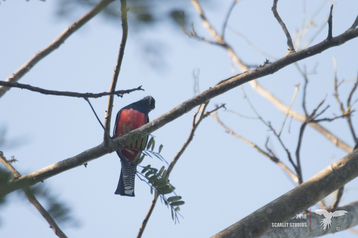 trogon modrotemenný - ML107332291