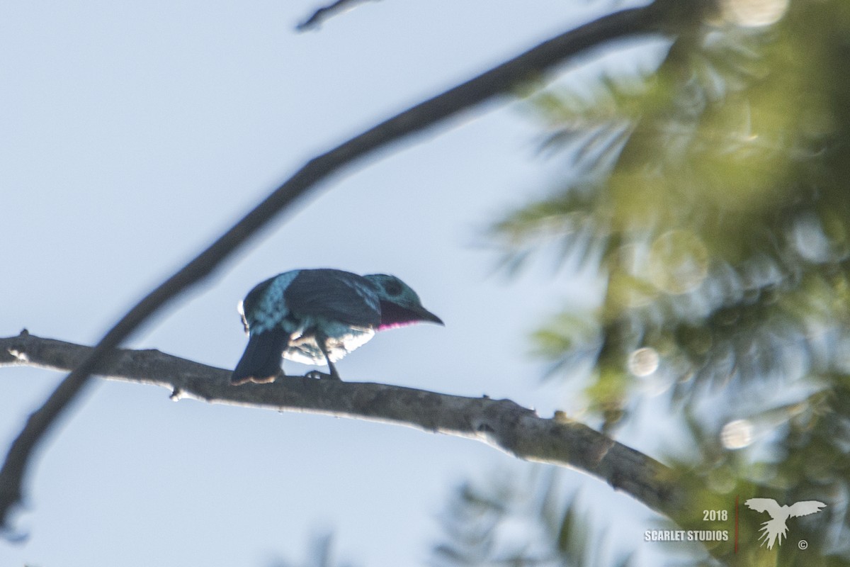 Cotinga de Cayenne - ML107332491