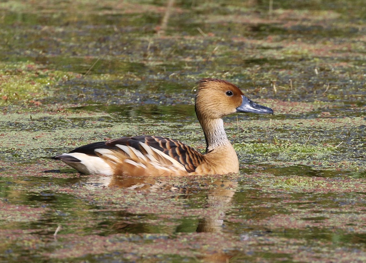 Fulvous Whistling-Duck - Tom Benson