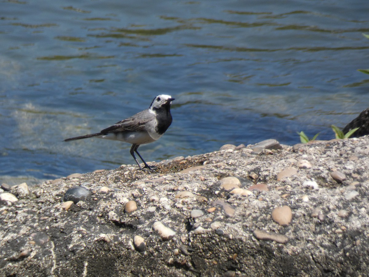 White Wagtail - Luís Correia