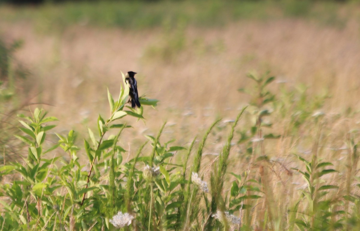 Bobolink - ML107333451