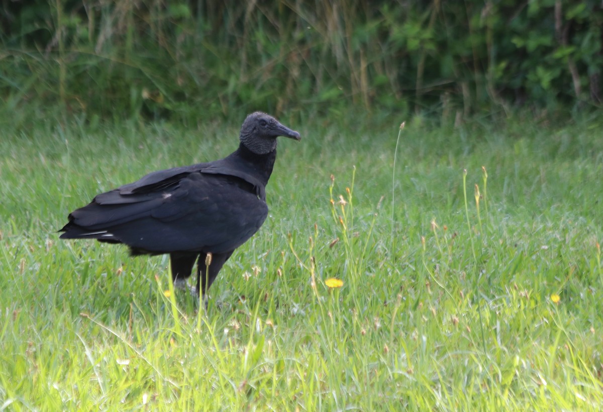 Black Vulture - ML107333671