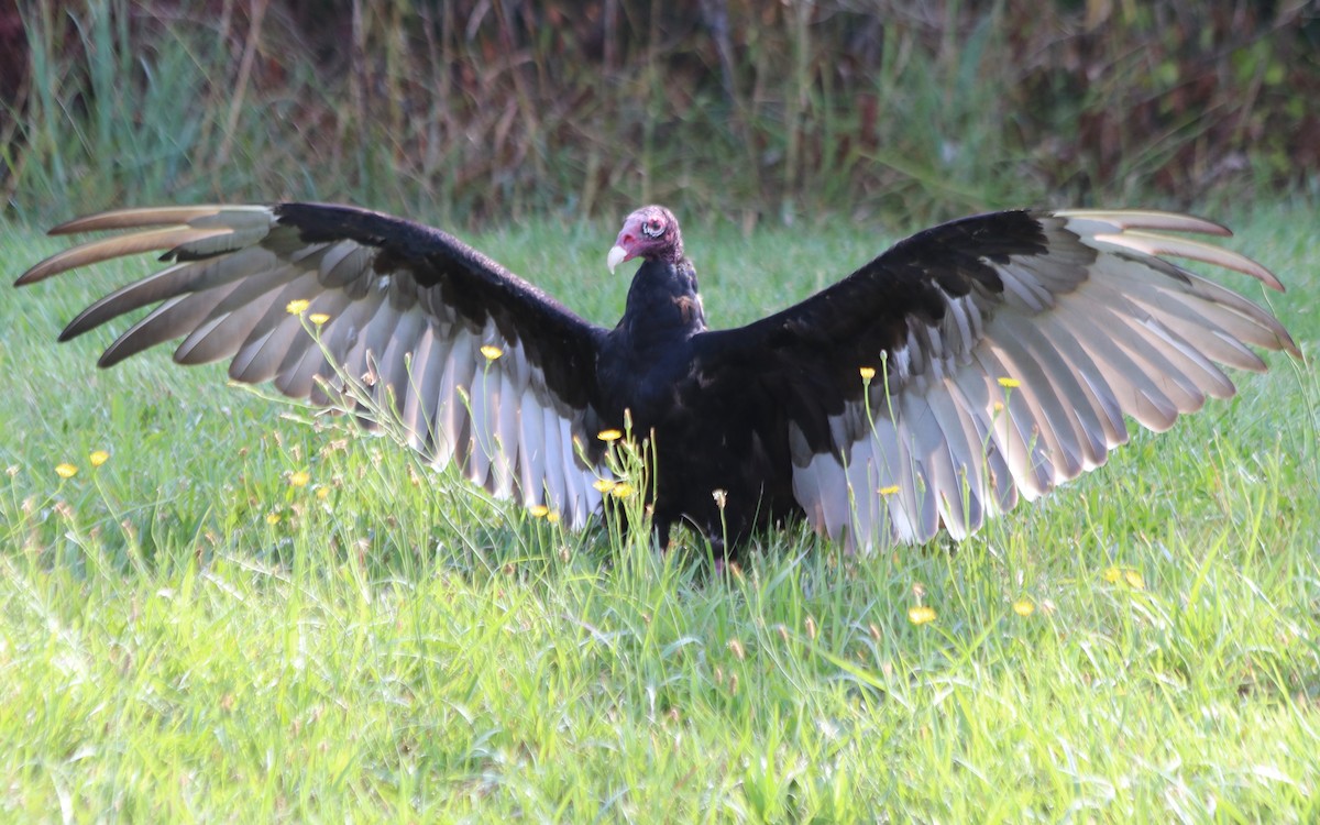 Turkey Vulture - ML107333691