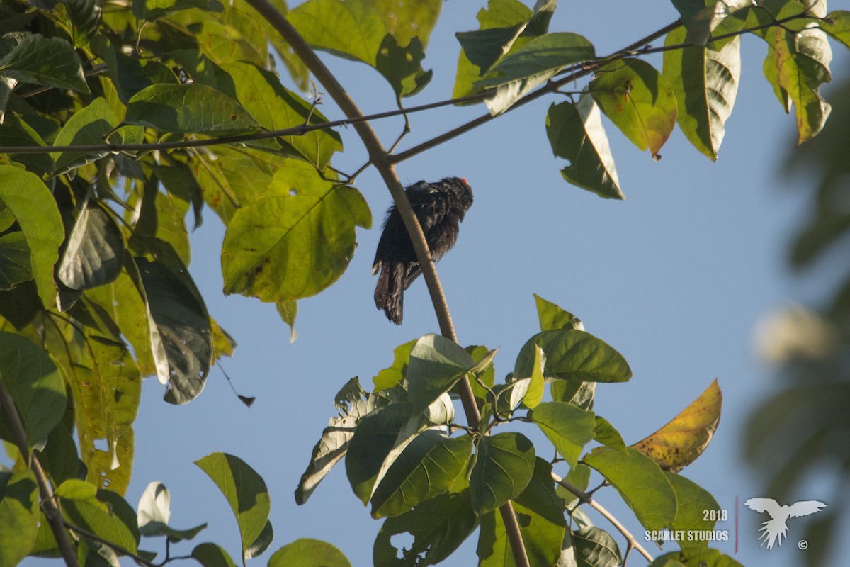 Flame-crested Tanager - ML107334361