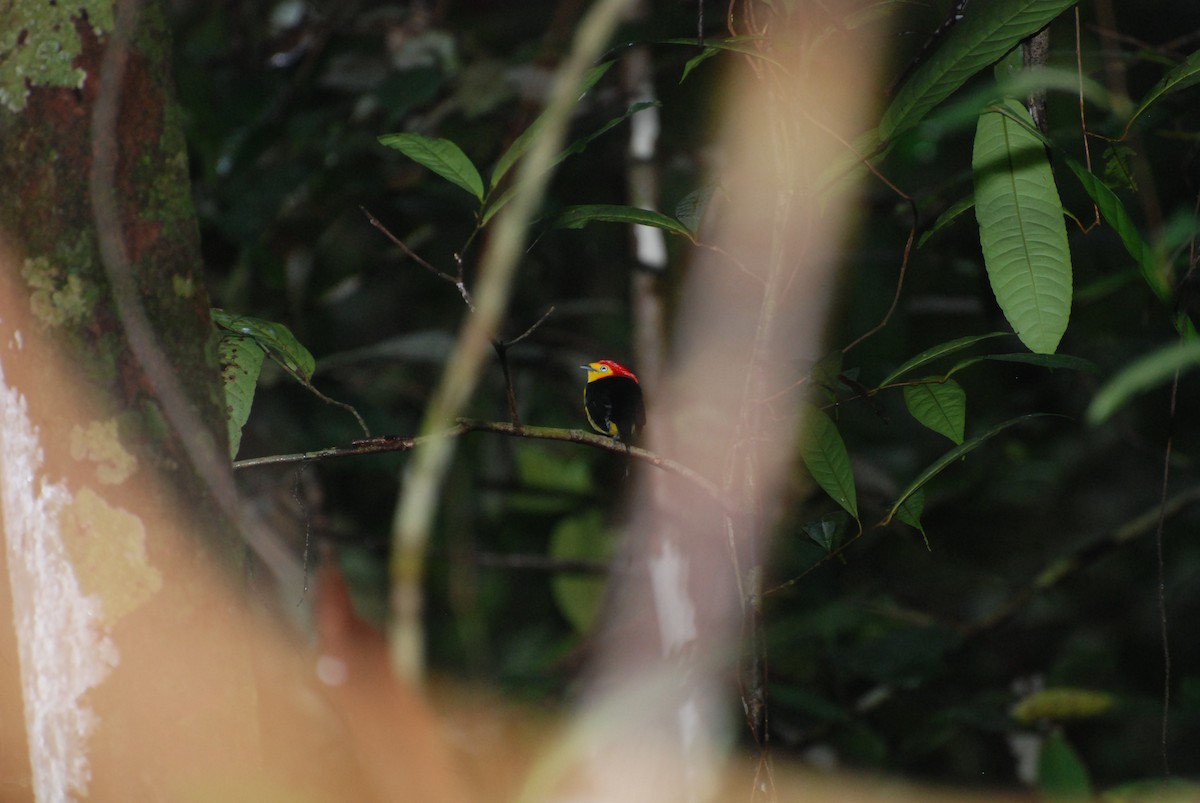 Wire-tailed Manakin - ML107336731