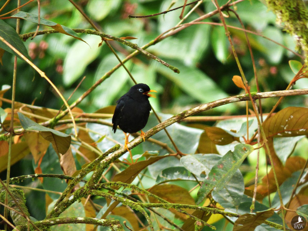 Pale-eyed Thrush - ML107336951