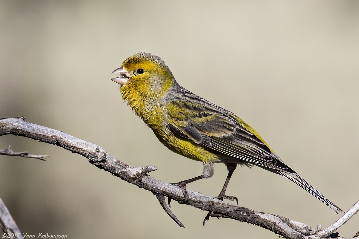 Island Canary - Yann Kolbeinsson