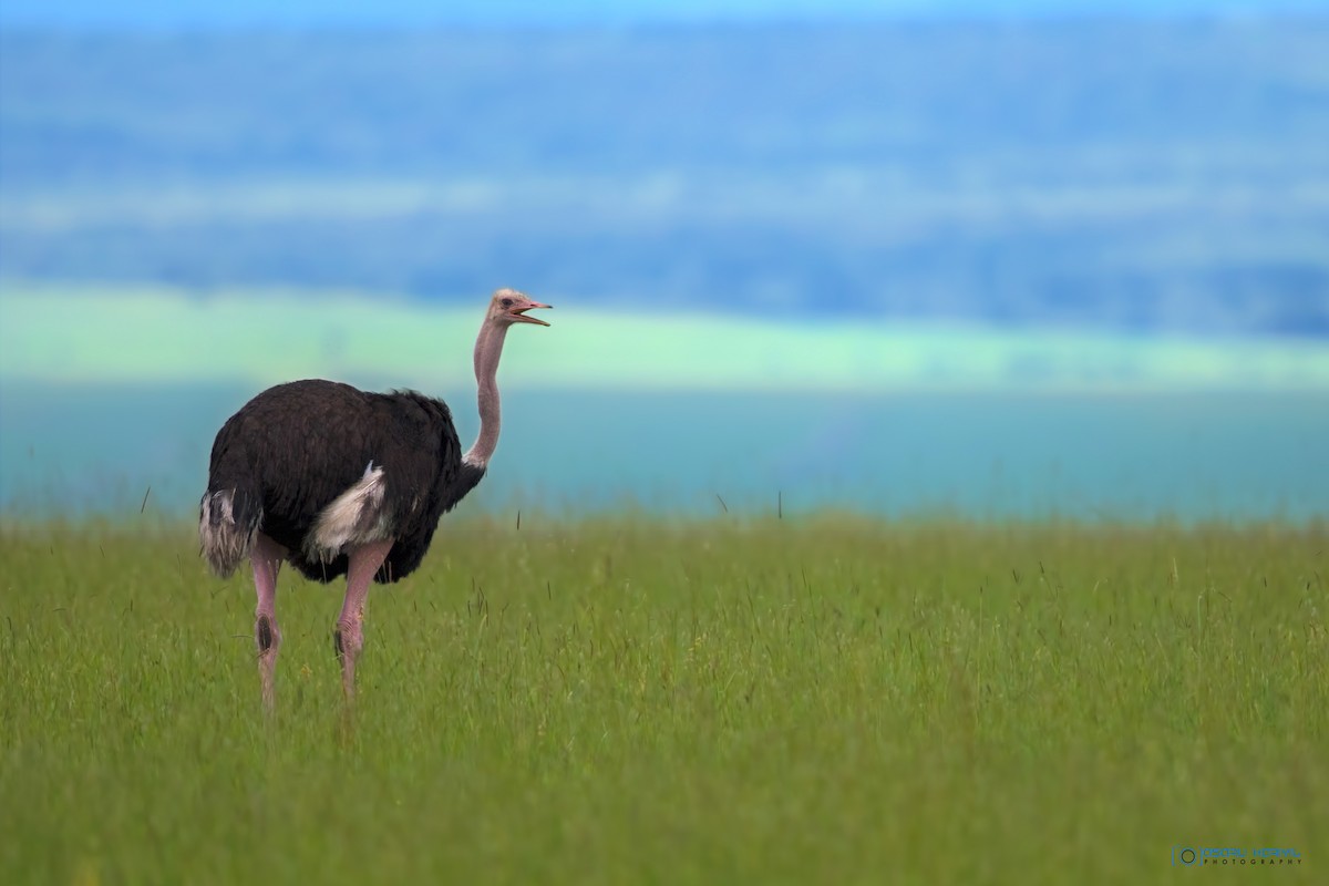 Common Ostrich - Muhammed  Asharaf Kariyil