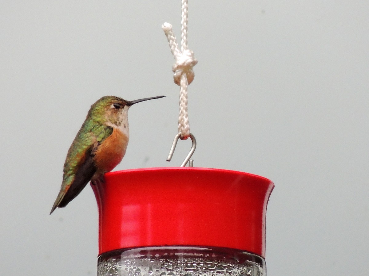 Rufous Hummingbird - Doug Stratton