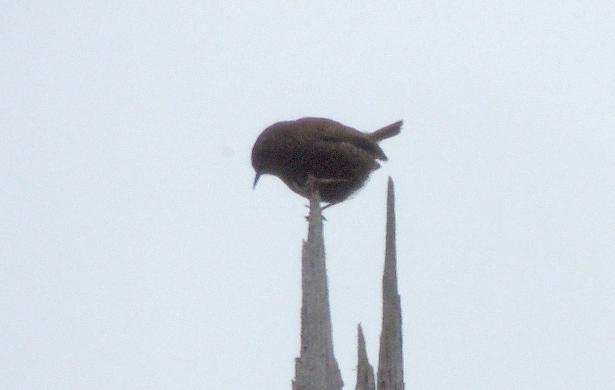 Pacific Wren - Doug Stratton