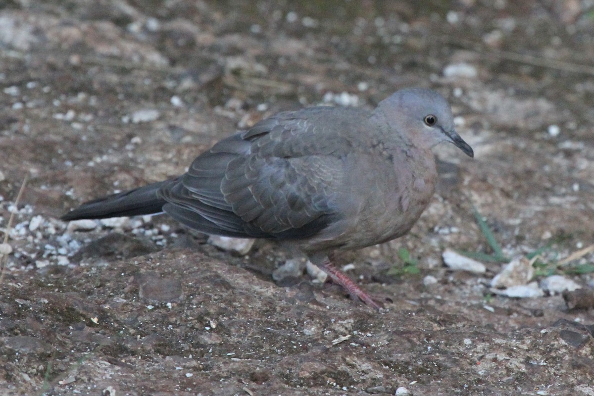 Spotted Dove - James (Jim) Holmes