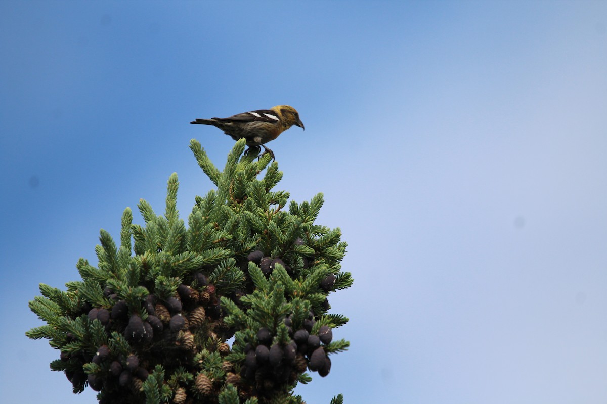 White-winged Crossbill - Eugene Huryn