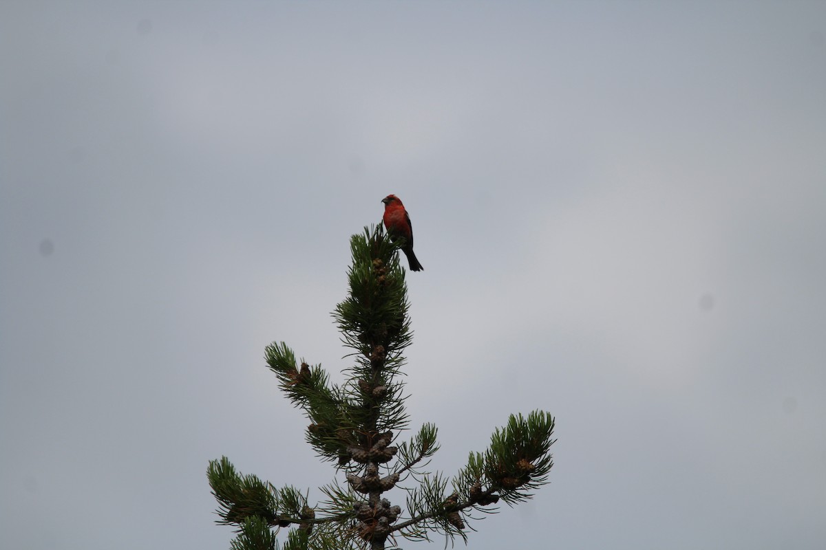 White-winged Crossbill - Eugene Huryn