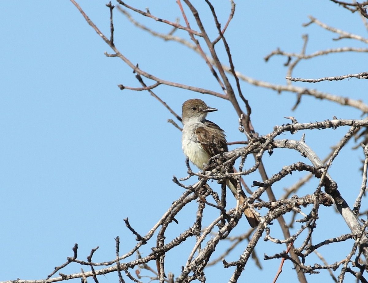 Ash-throated Flycatcher - ML107343371