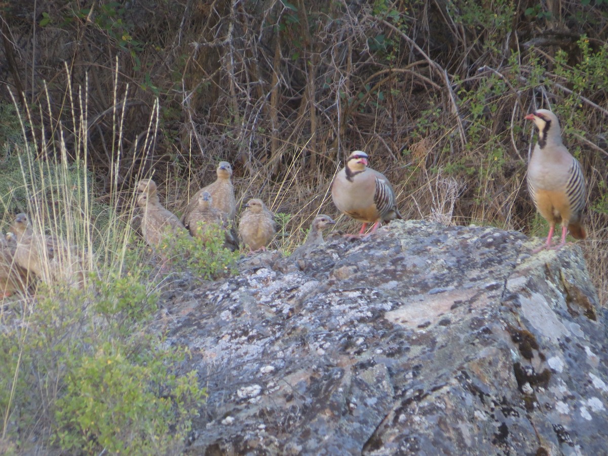 Chukar - ML107344151