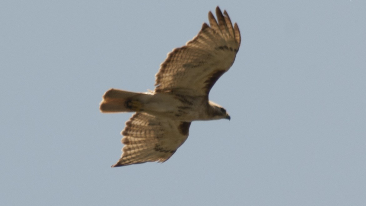 Red-tailed Hawk - ML107344351