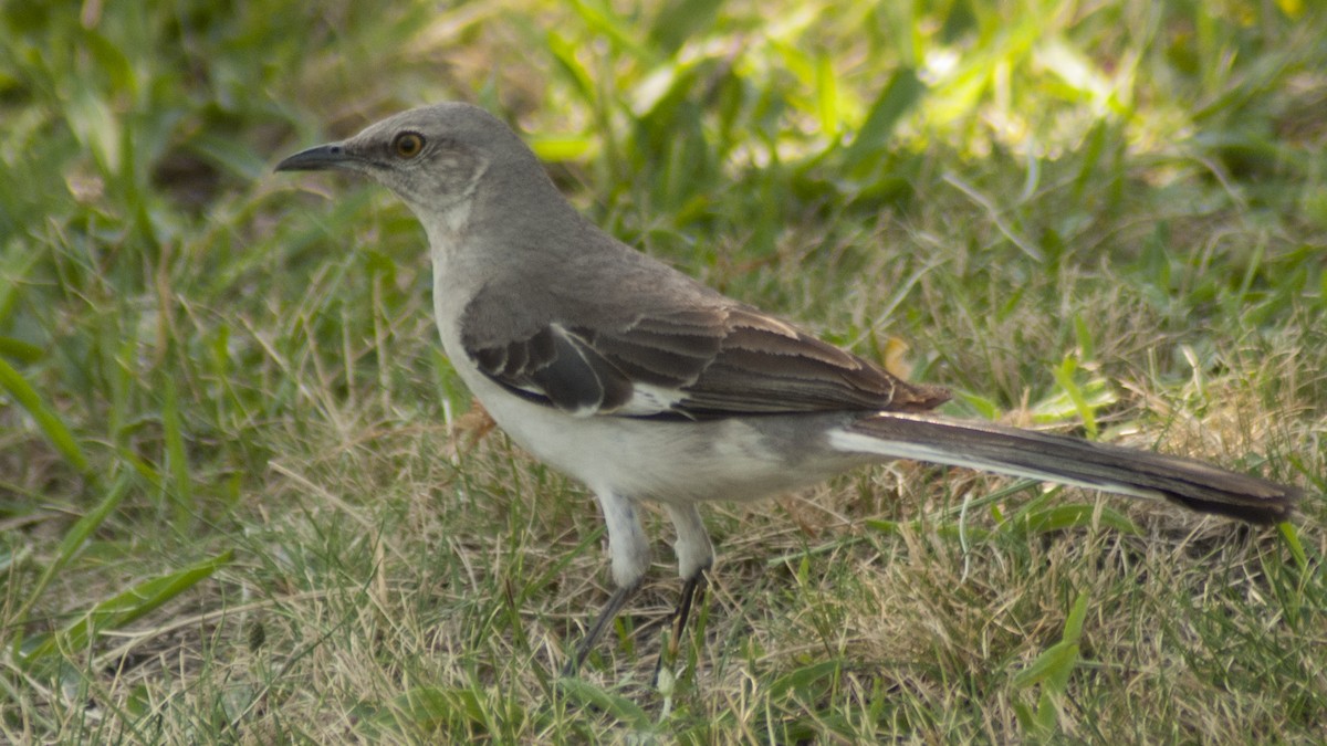 Northern Mockingbird - ML107344371