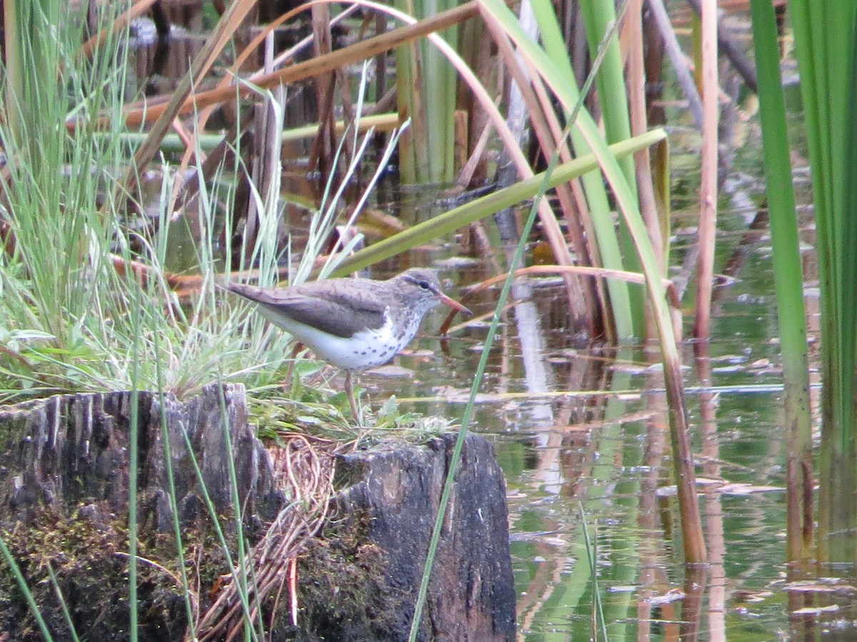 Spotted Sandpiper - ML107344901