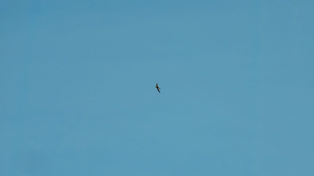 White-throated Swift - ML107346151