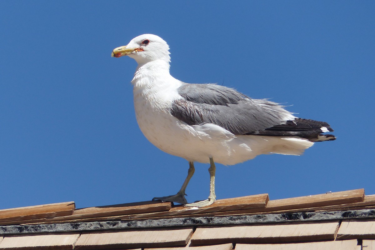 California Gull - ML107346381