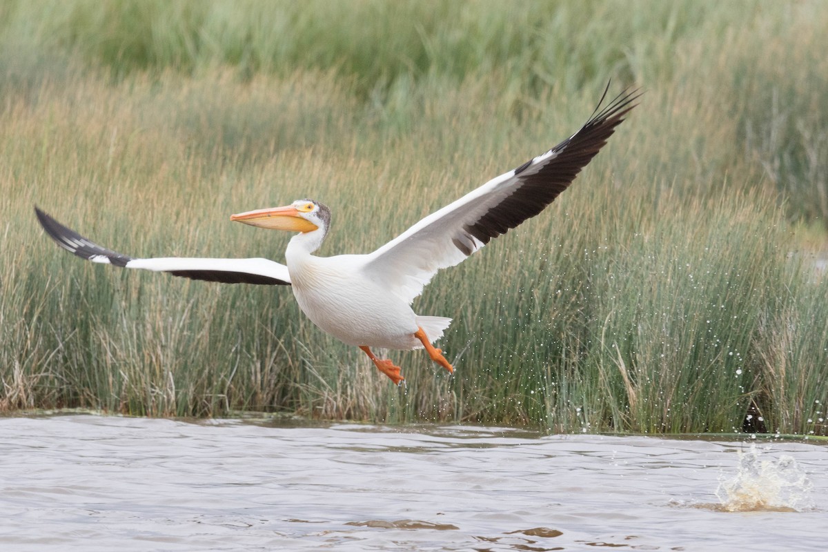 American White Pelican - ML107347471