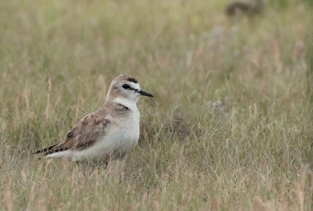 Mountain Plover - ML107350231