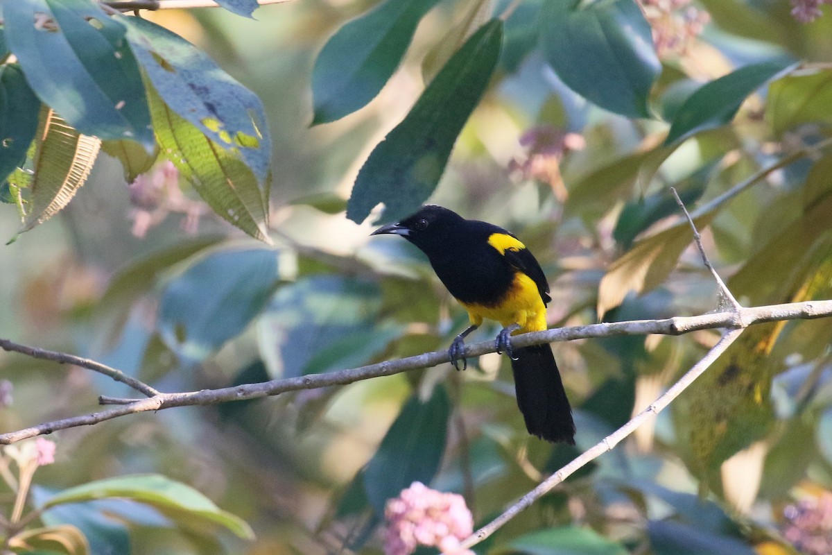 Black-cowled Oriole - ML107350631