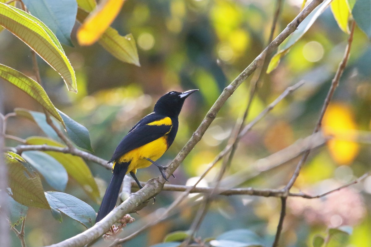 Black-cowled Oriole - ML107350701