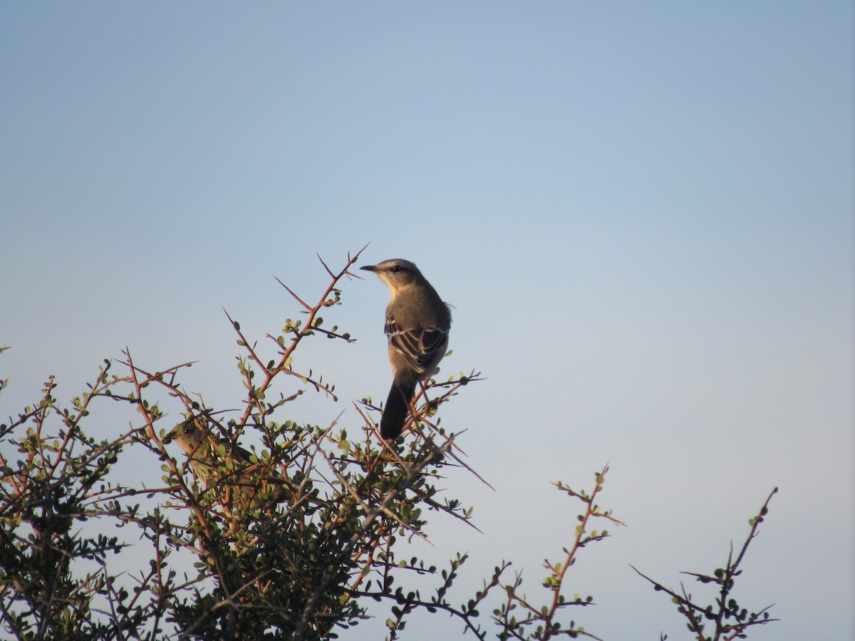 Patagonian Mockingbird - ML107350901