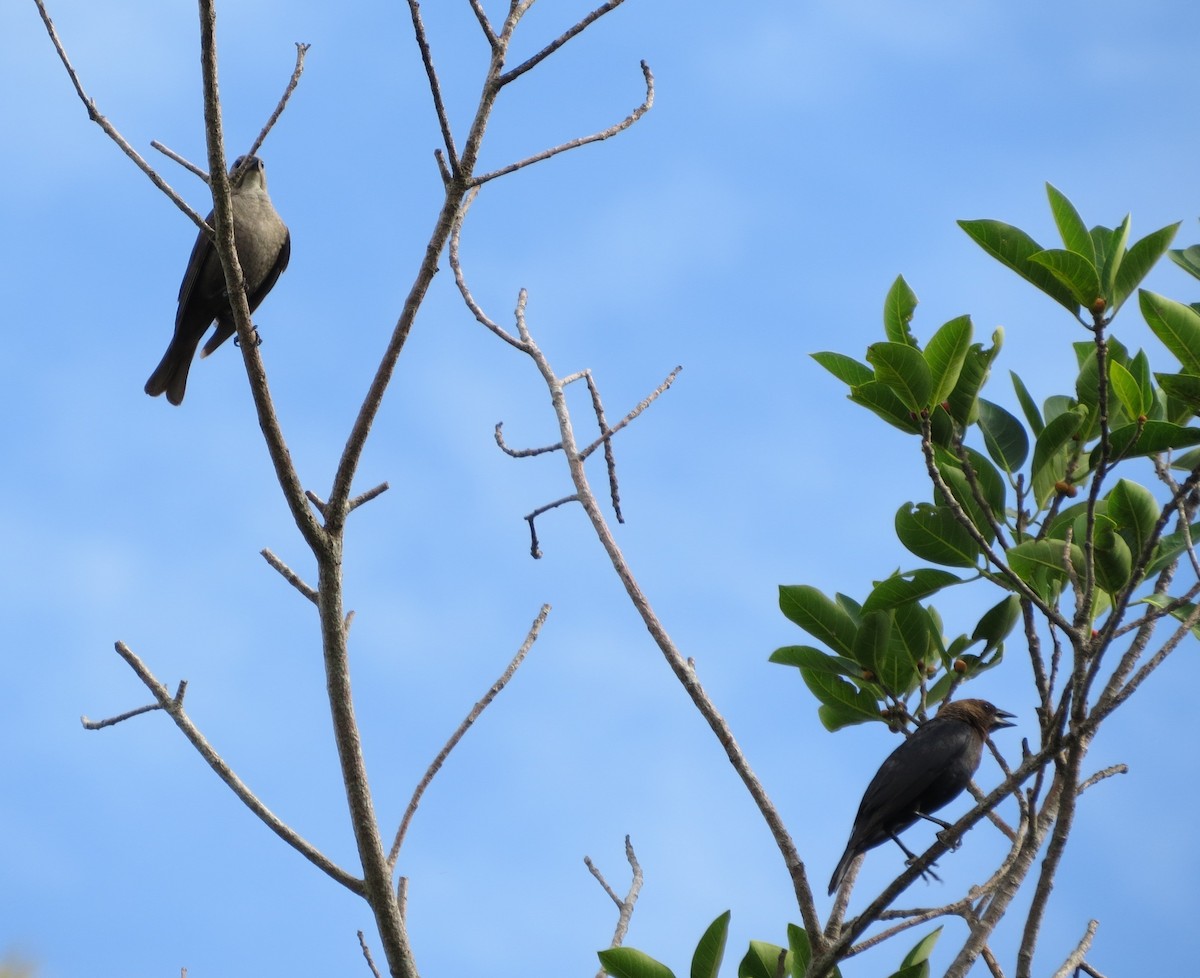 Brown-headed Cowbird - ML107350941