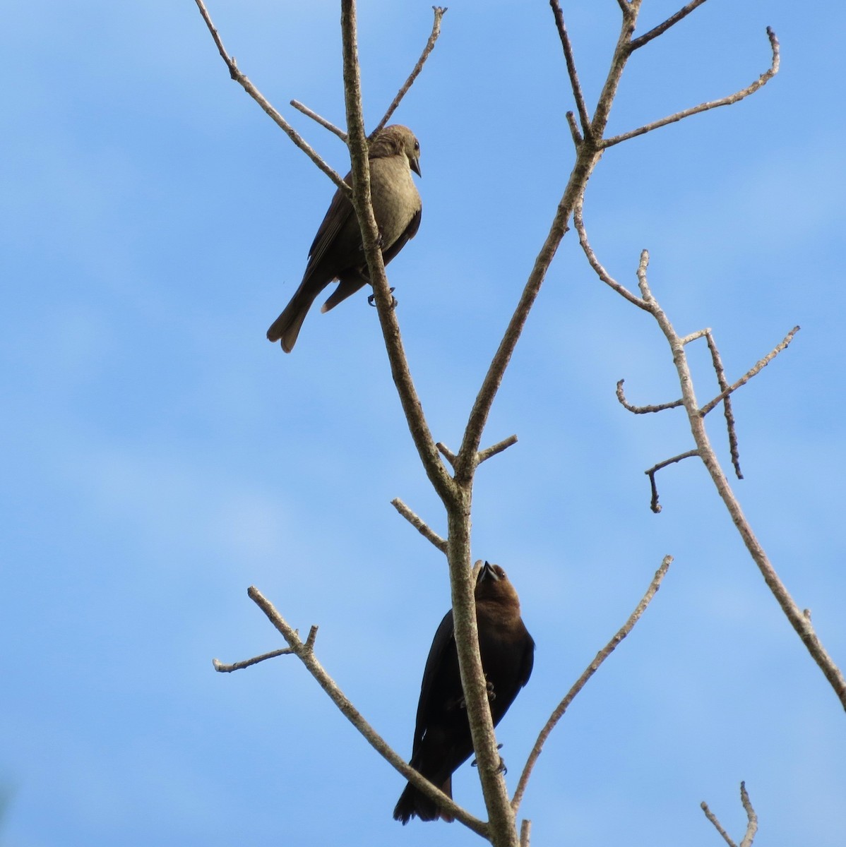 Brown-headed Cowbird - ML107350991