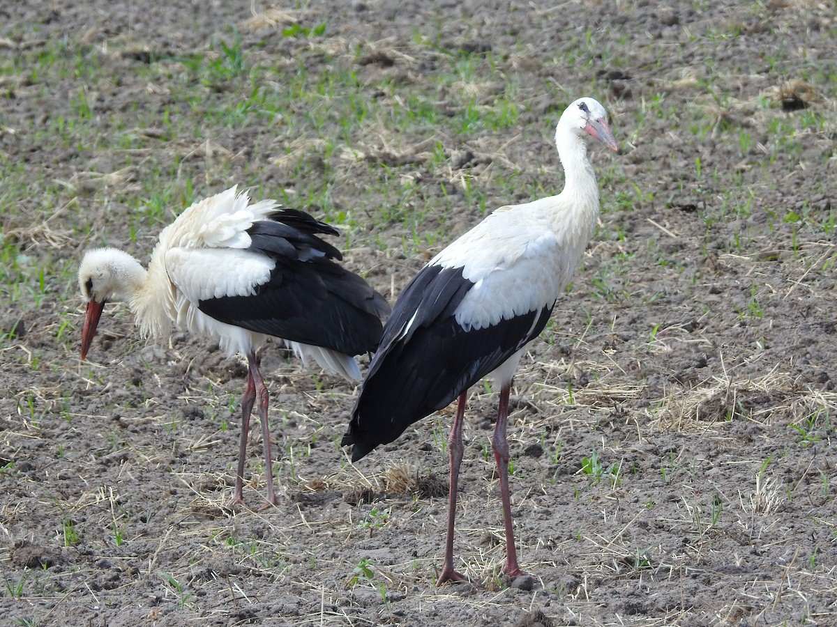 White Stork - ML107351221