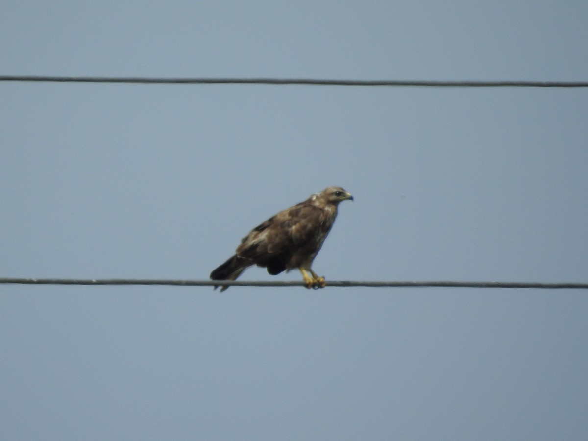 Common Buzzard - ML107351251