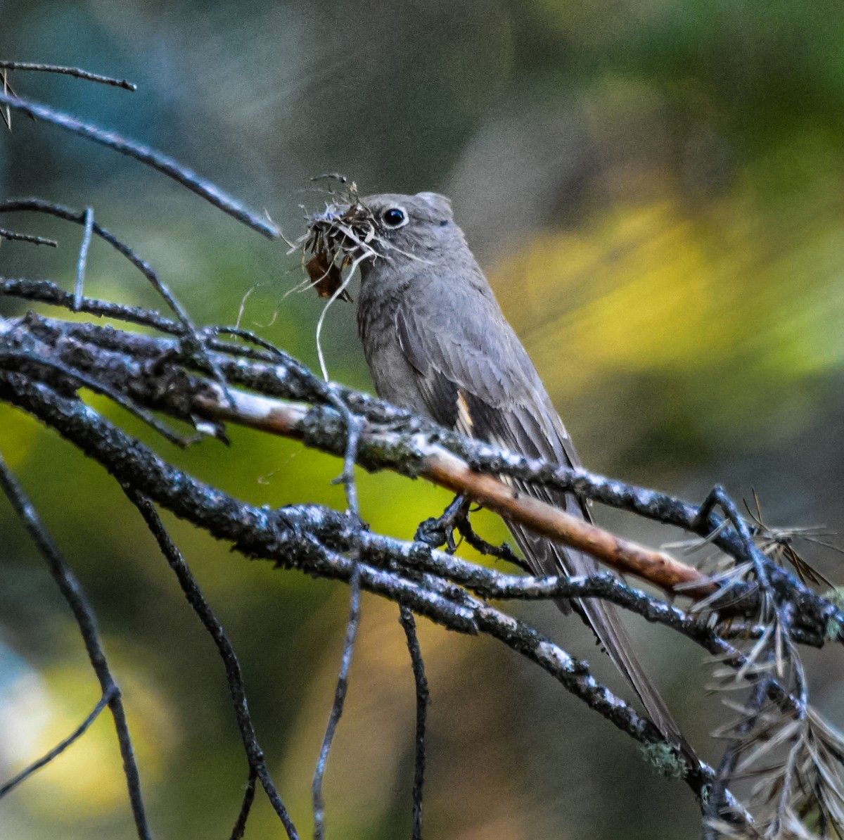 Townsend's Solitaire - ML107351261