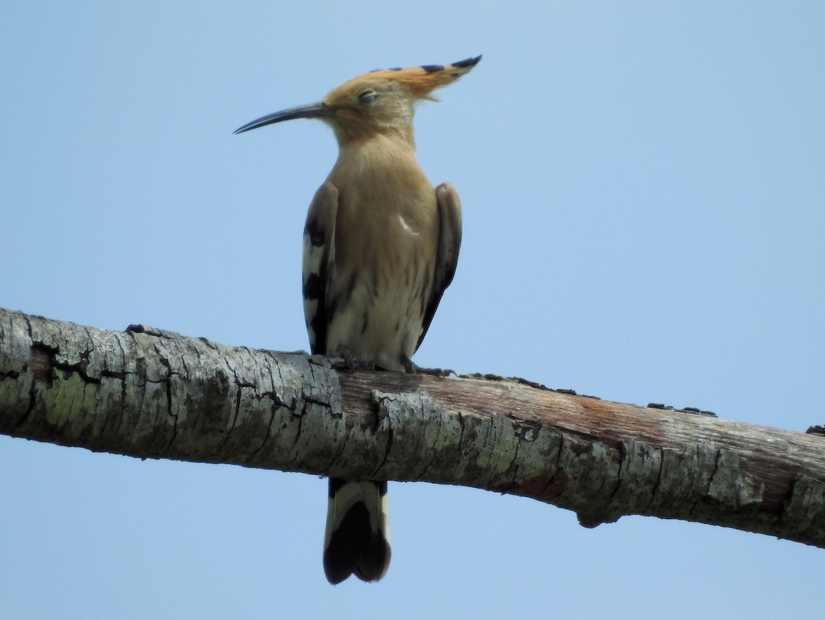 Eurasian Hoopoe - ML107351291