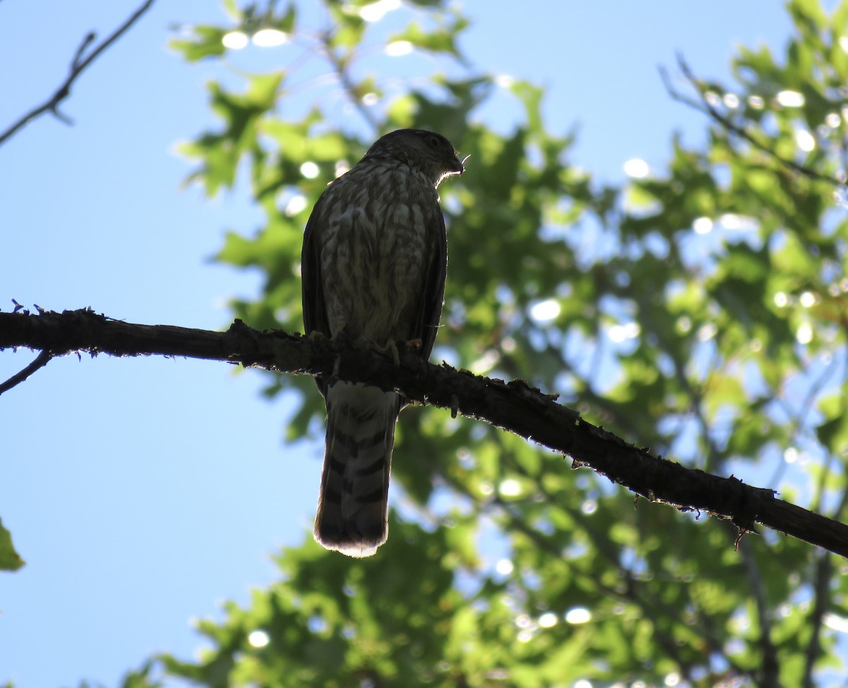 Sharp-shinned Hawk - Maili Waters