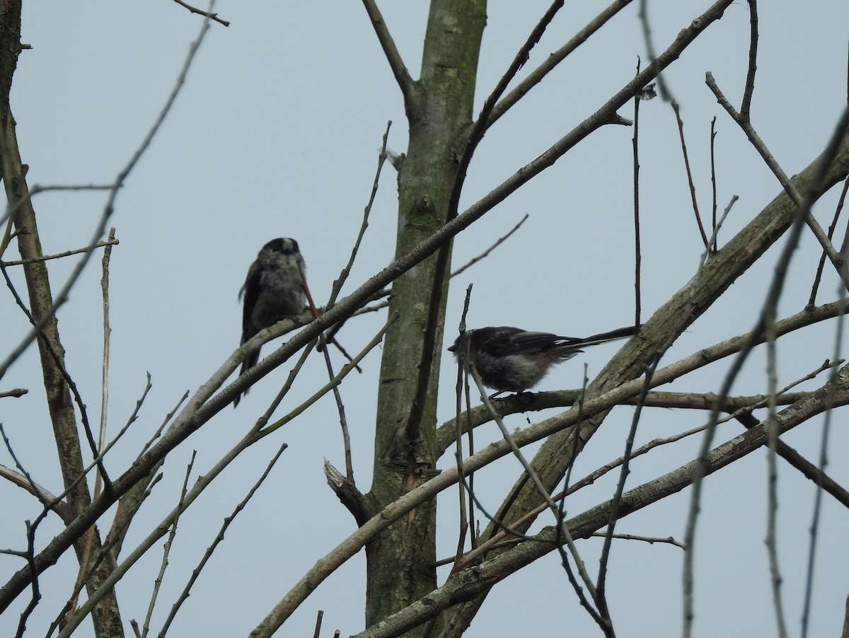 Long-tailed Tit - ML107351521