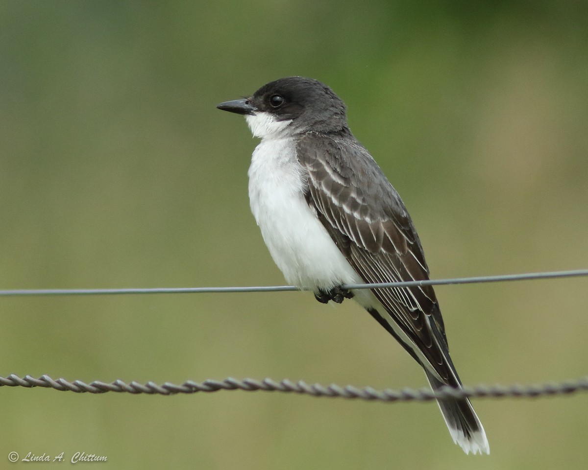 Eastern Kingbird - Linda Chittum