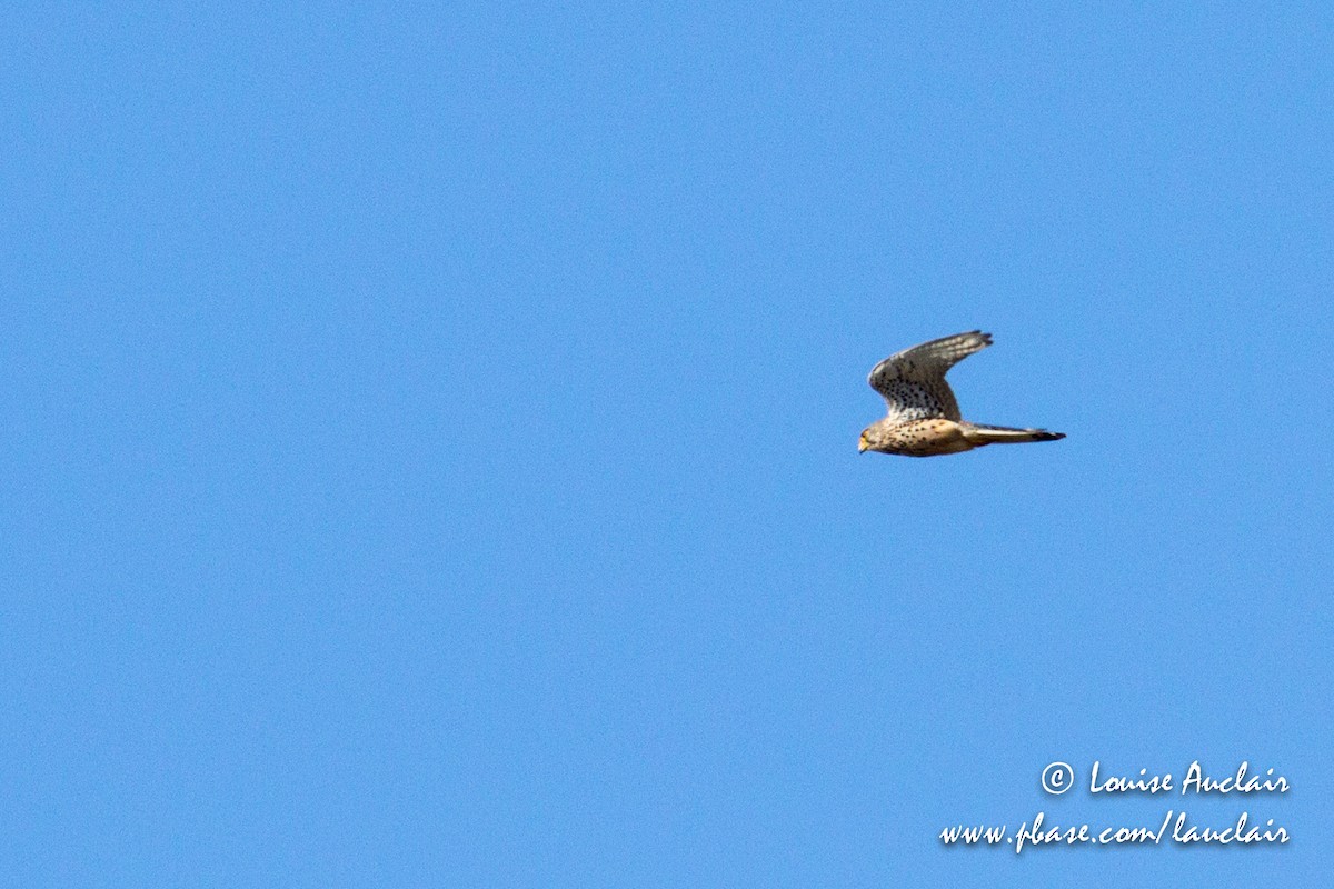 Eurasian Kestrel - ML107354751