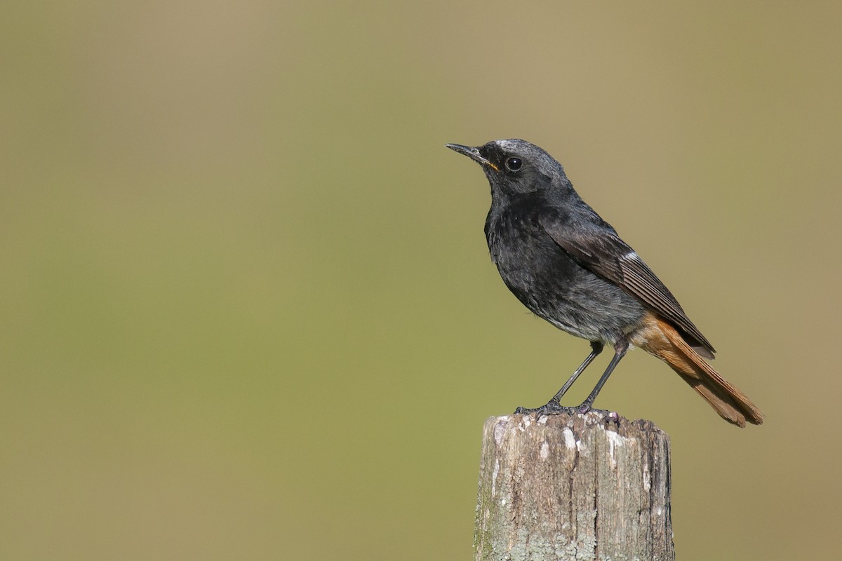 Black Redstart - ML107355721