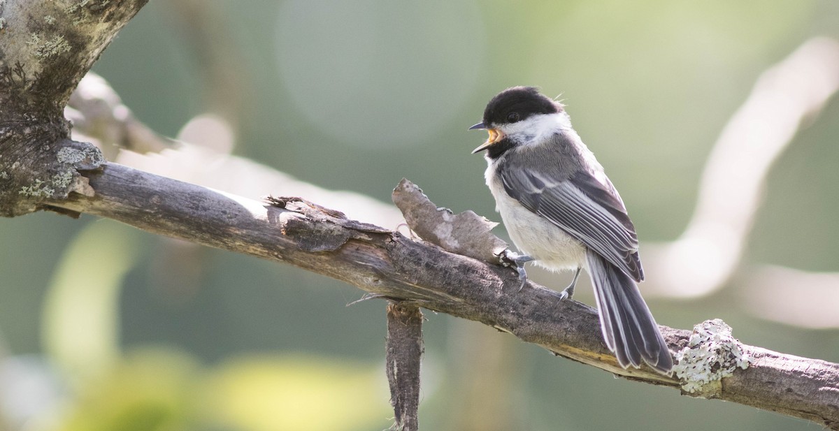 Black-capped Chickadee - Doug Hitchcox