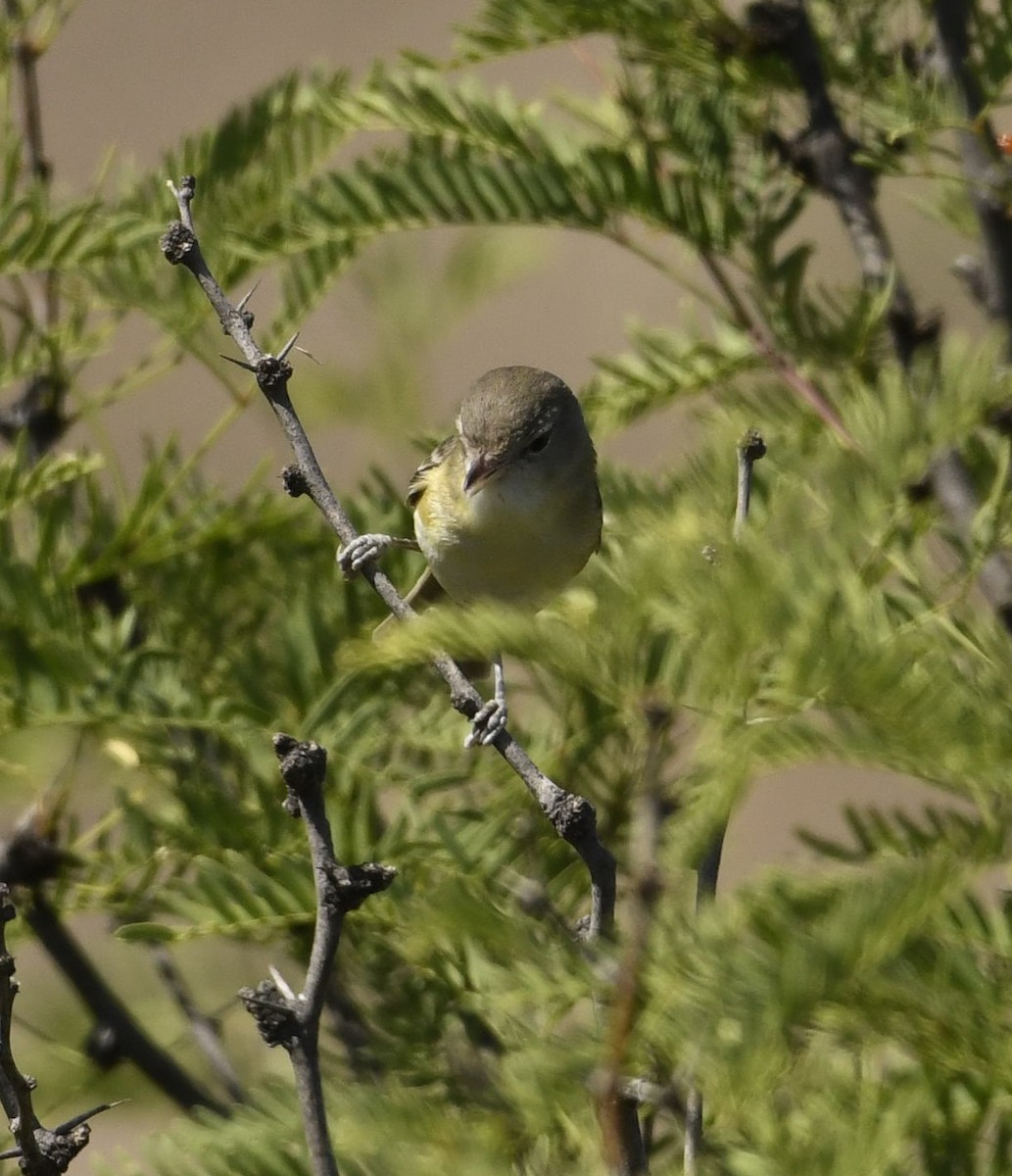 Vireo de Bell - ML107356171