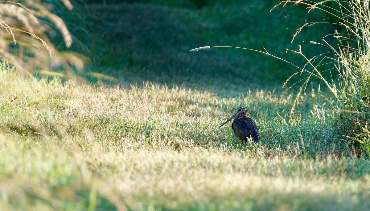 American Woodcock - ML107358371